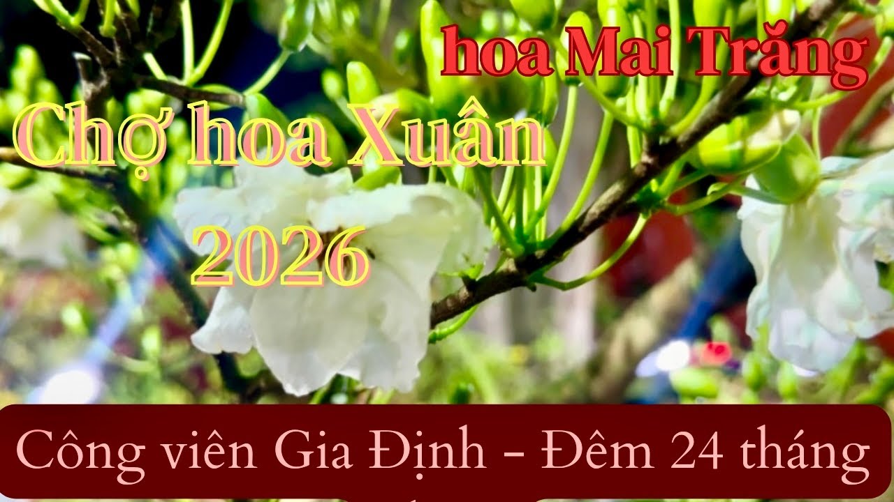 Hoa mai Trắng. Hiếm thấy ở chợ hoa 2026 đêm 24 tết