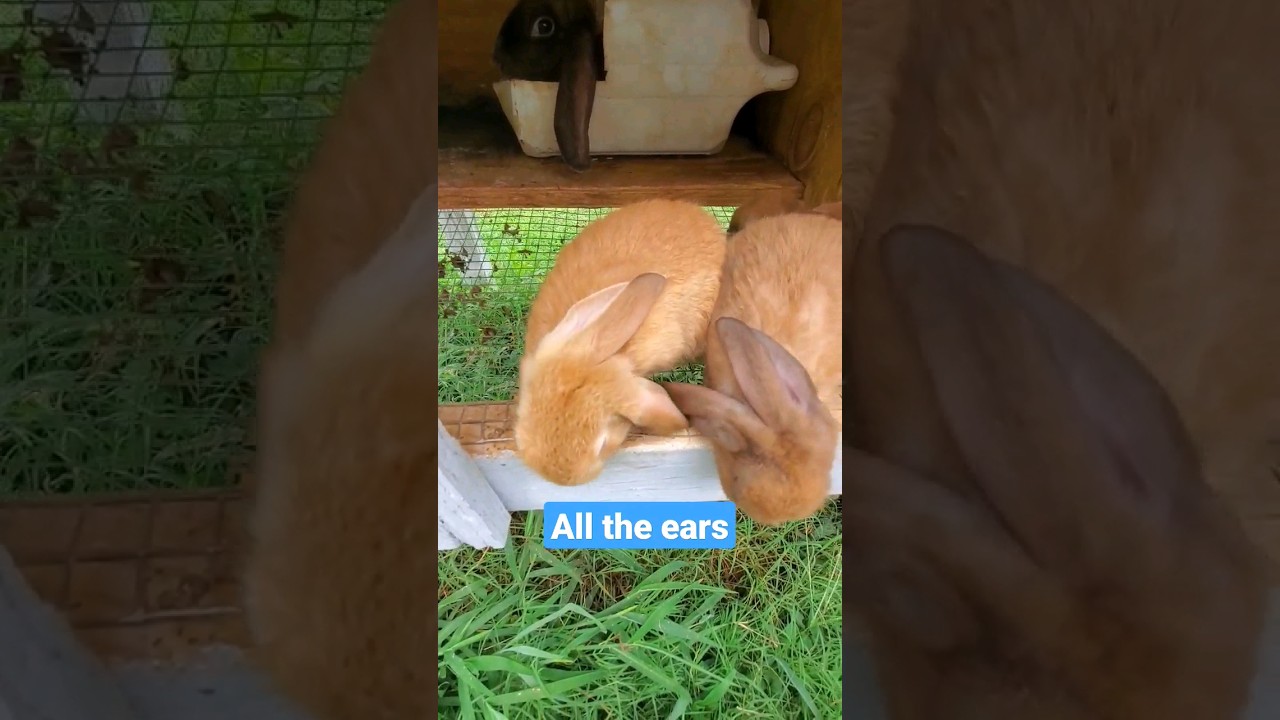 🐇Baby rabbits 