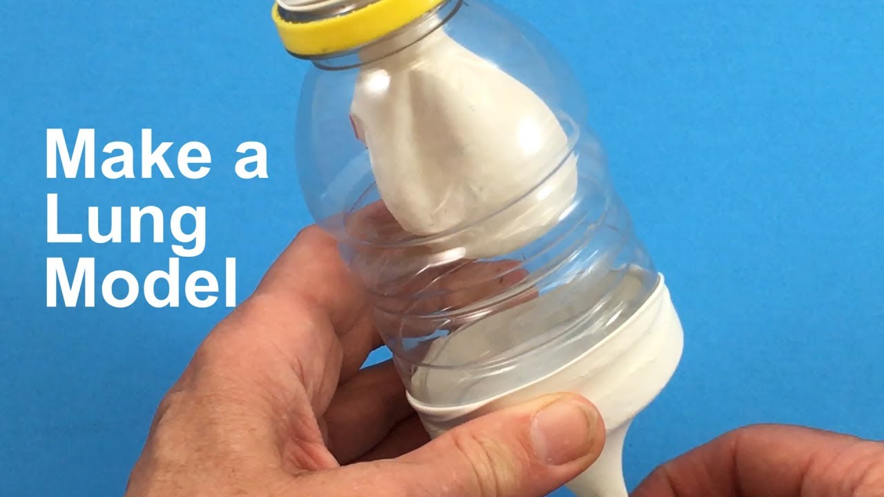 Make a Lung Model &ndash; STEM activity