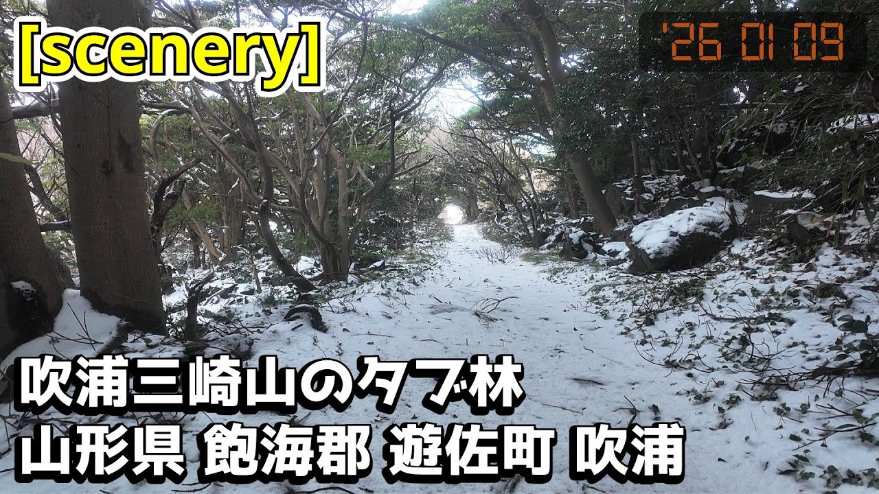 【史跡の音景色】吹浦三崎山のタブ林,山形県飽海郡遊佐町吹浦【庄内の風景262】