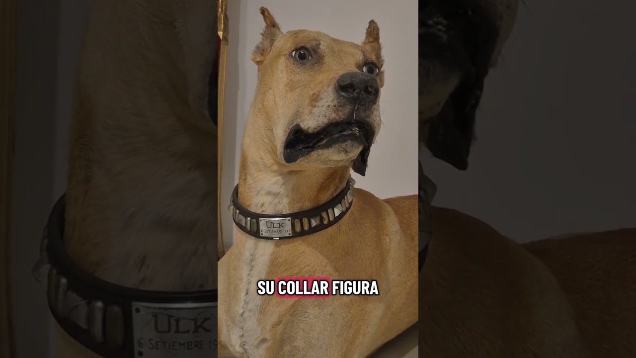 Animales en la Historia: Ulk