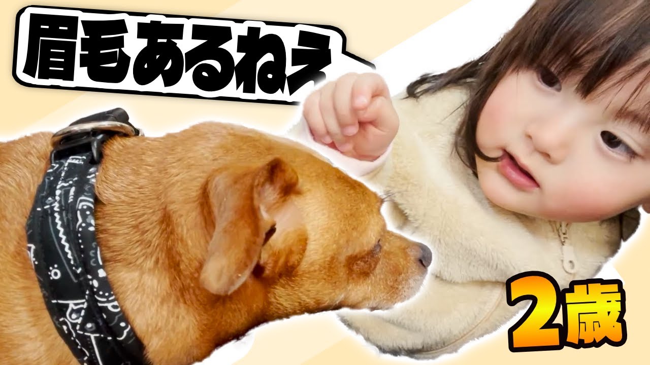 犬の顔をマジマジと見つめて構造を確認する2歳しずく