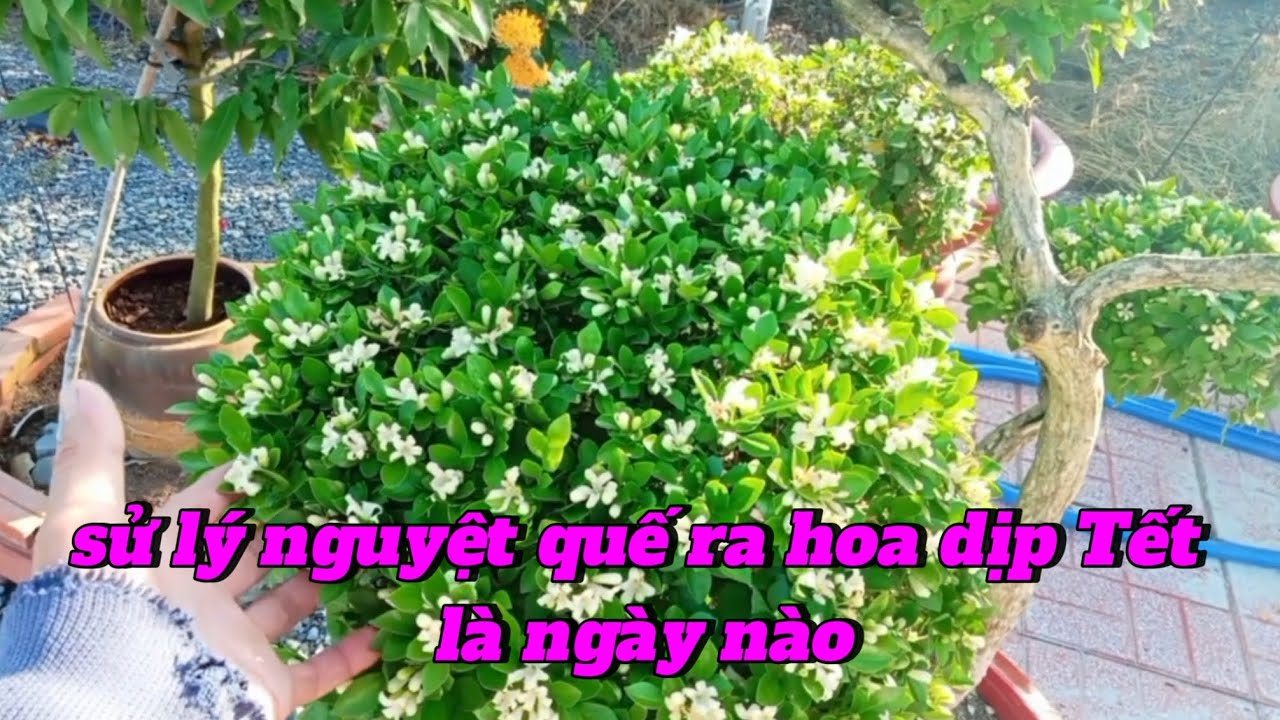 Sử lý cây nguyệt quế ra hoa vào dịp Tết là ngày nào 