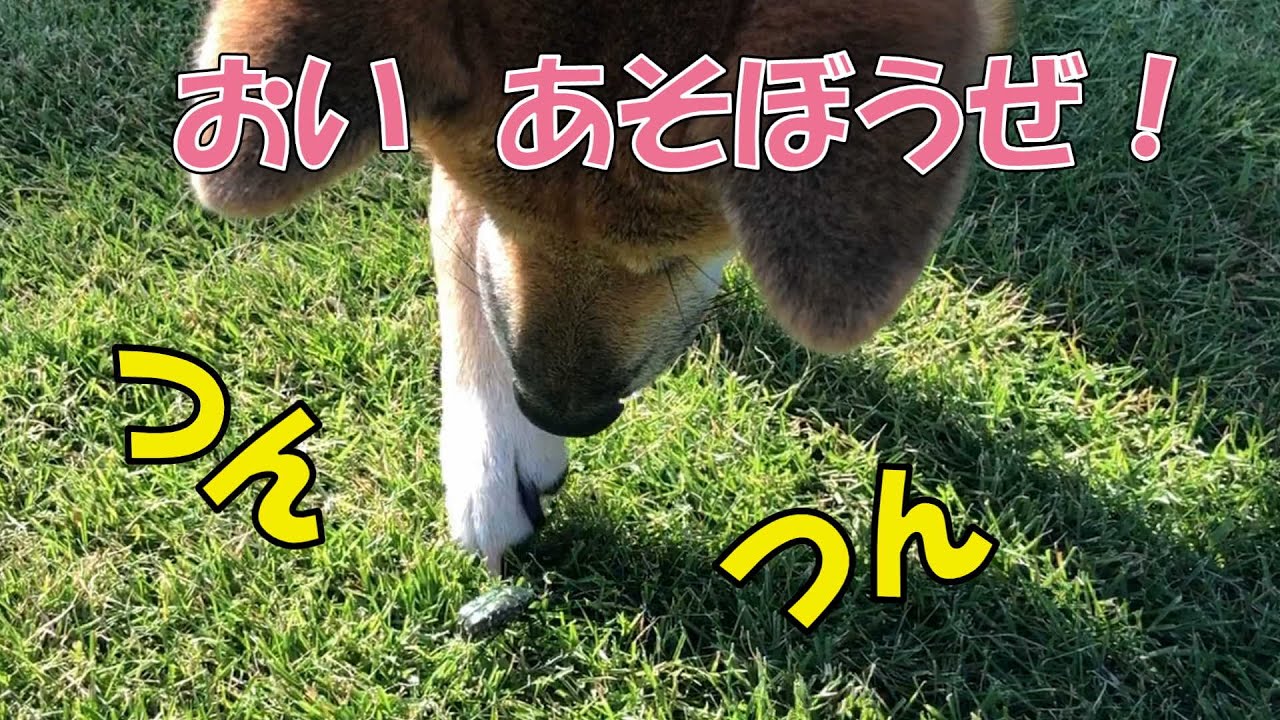 【閲覧注意】 カナブンと遊びたい犬 #柴犬 #豆しば #イッヌ