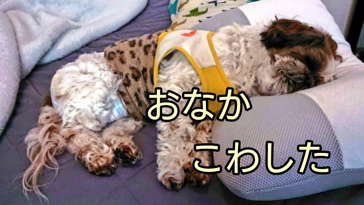 お腹こわした🐶シーズー犬のｵﾚはな、ちろ
