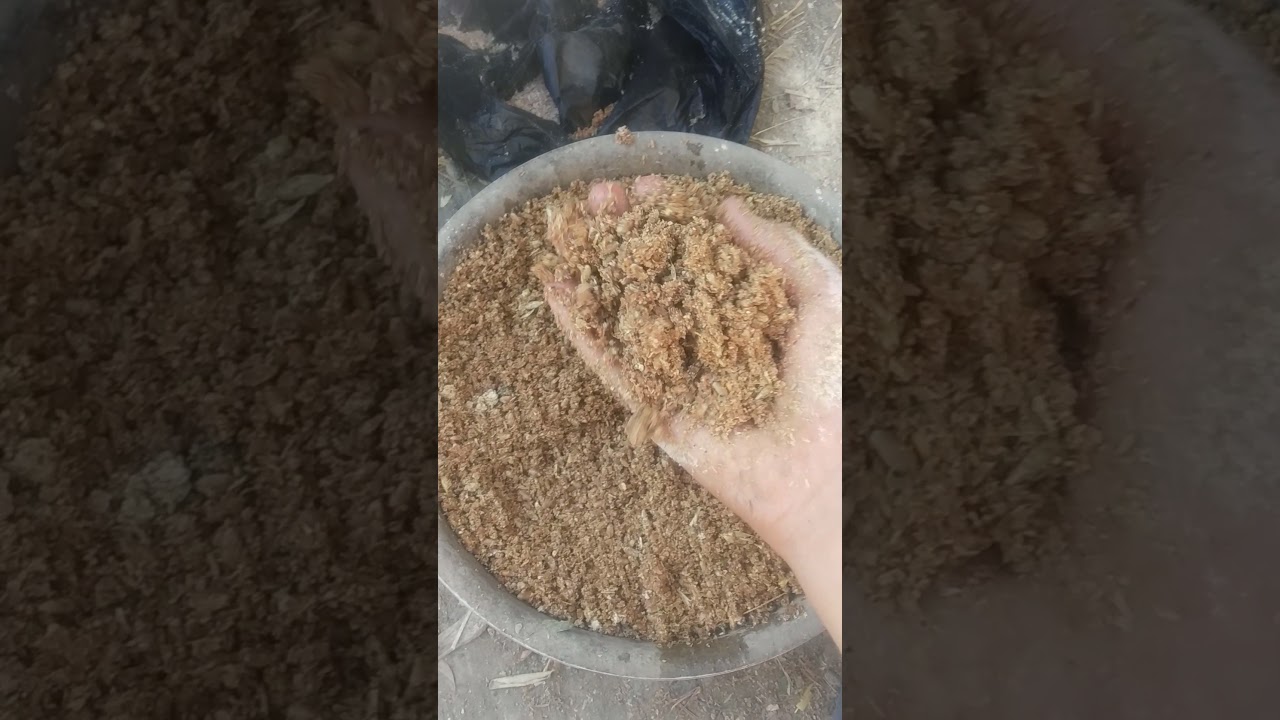 товук йахши тухумлаши учун
