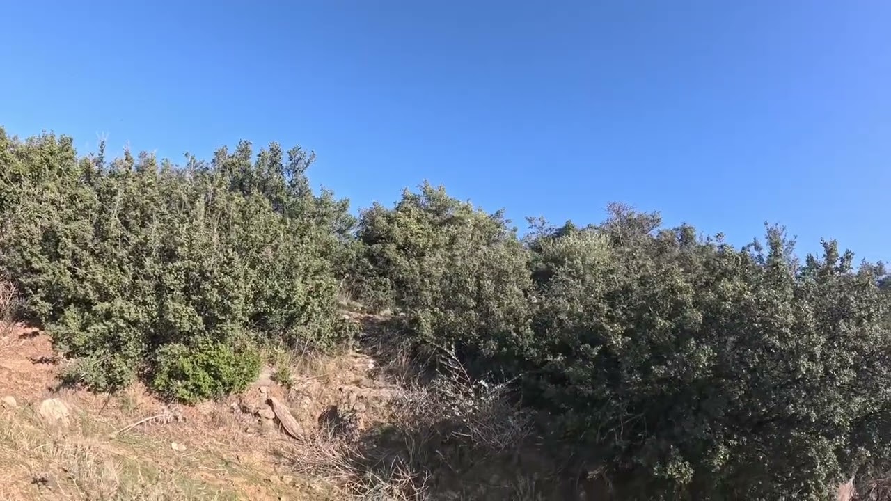 Boykayla  &ccedil;ok g&uuml;zel keklik