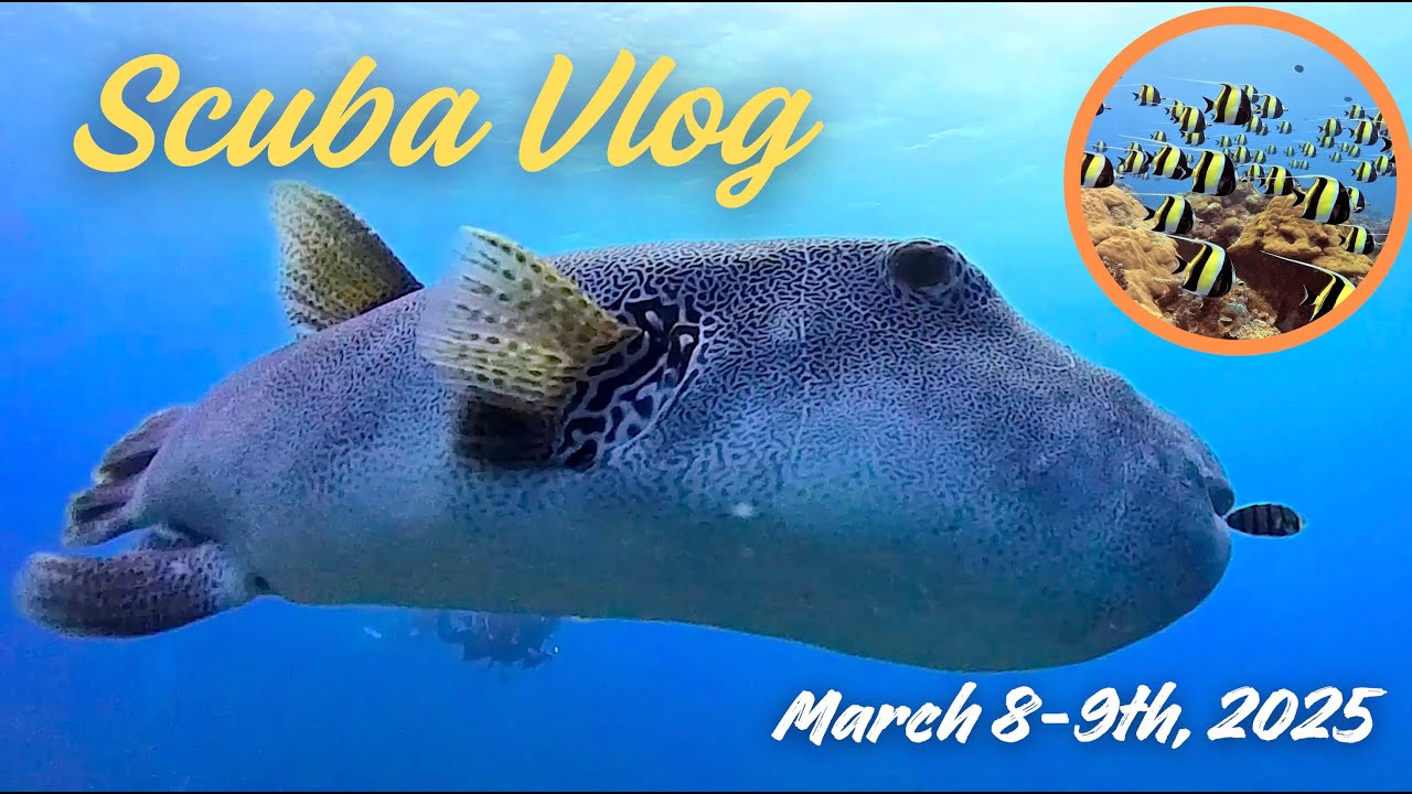 Exploring Palau&rsquo;s Best Dive Sites | Seasonal & Tropical Fish Vlog!