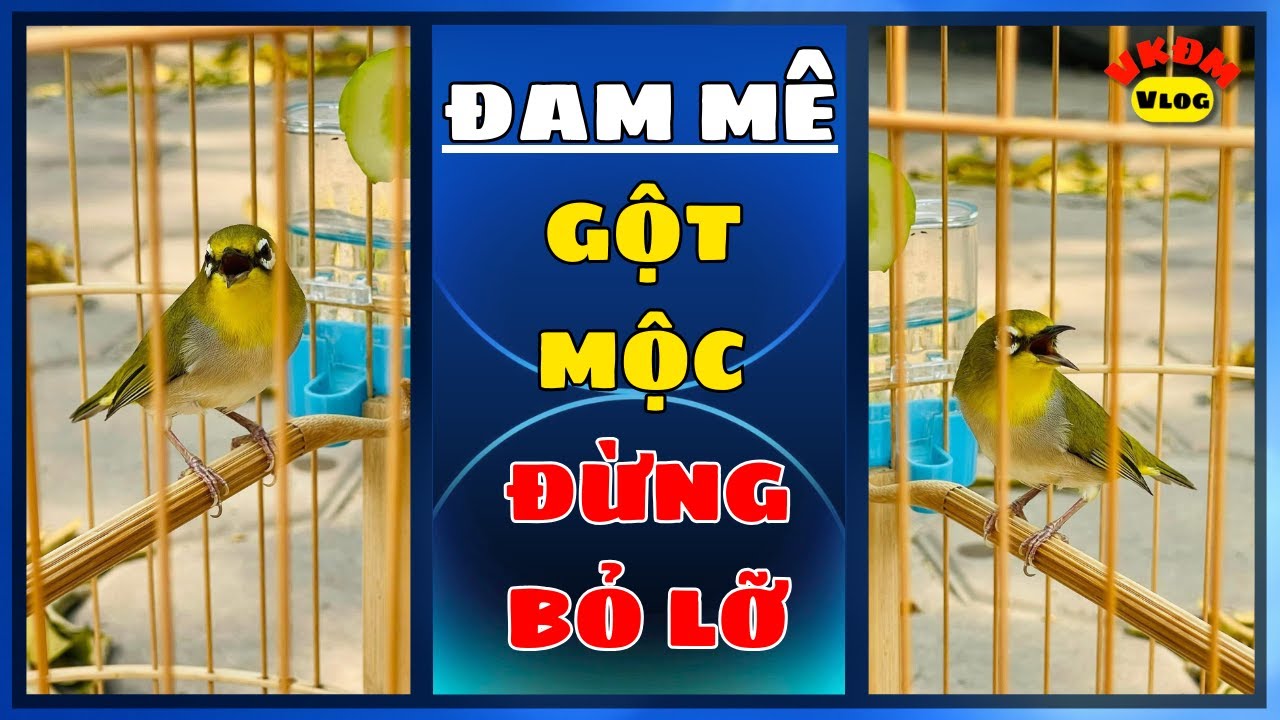 Đam mê gột mộc ! Đừng bỏ lỡ Video này | VKĐM