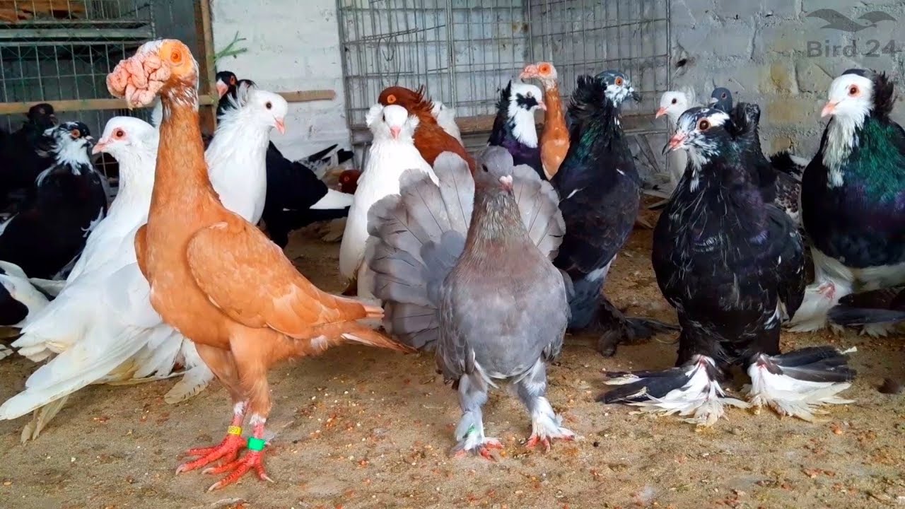 European Fancy Pigeon Collection | Largest Imported Fancy Pigeon Loft | Top 10 Fancy Pigeons