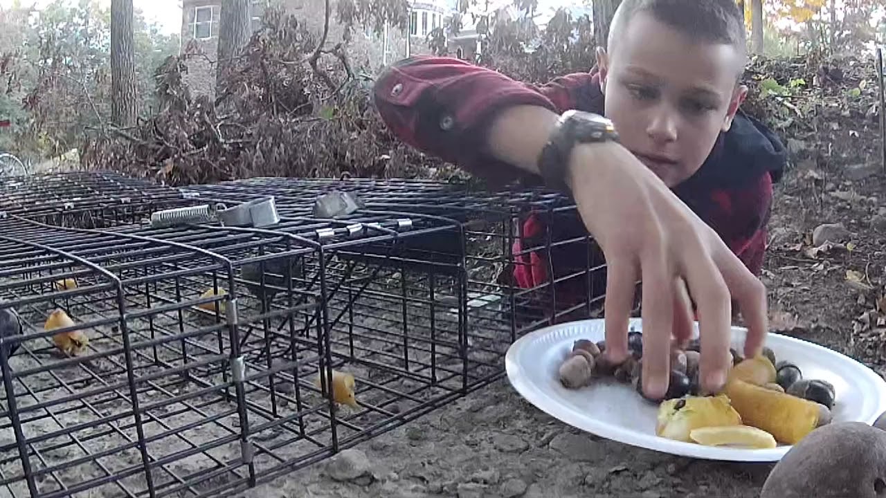 Young Woodsman: Learn How to Trap a Squirrel!