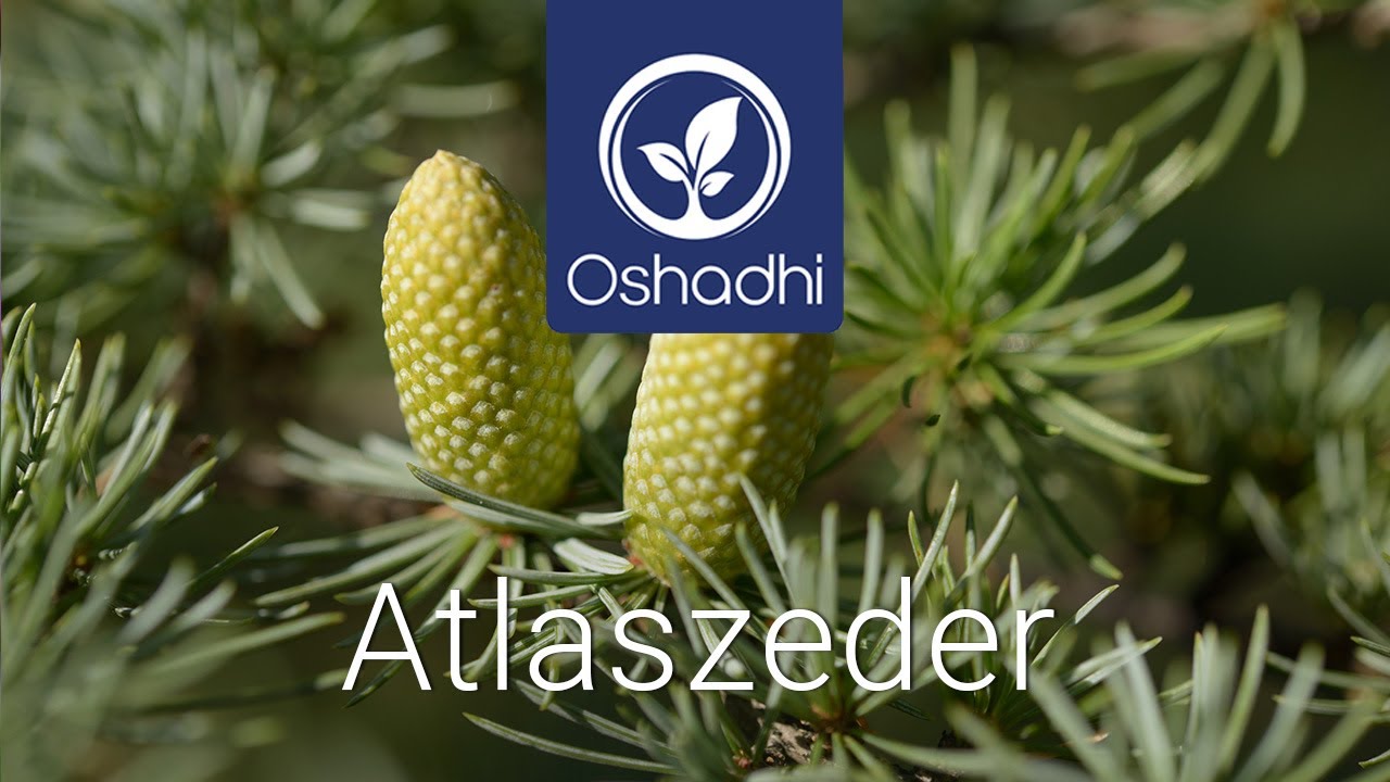 Atlaszeder  | OSHADHI Pflanzenportr&auml;t von Dr. Malte Hozzel