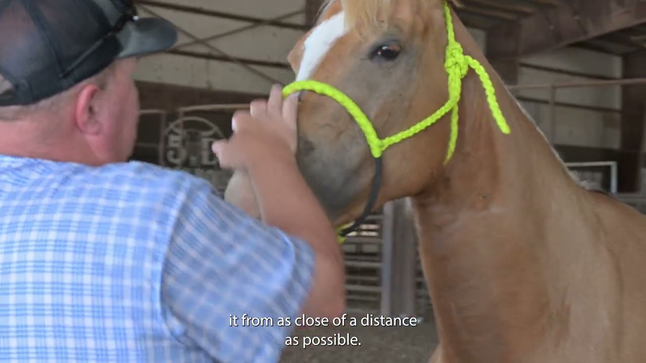 Protect Your Animals Against New World Screwworm: A Complete Inspection