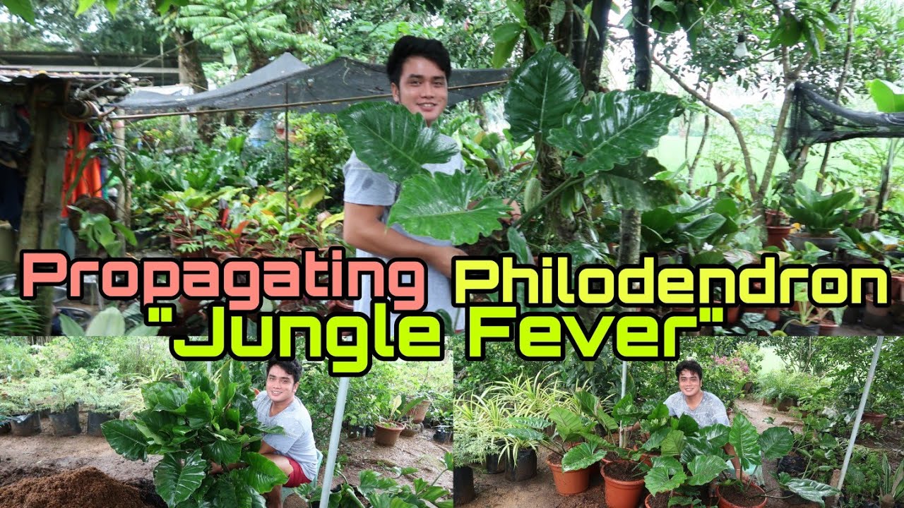 Propagating My Philodendron "Jungle Fever" | Laban kahit umuulan | Mark Lasaca