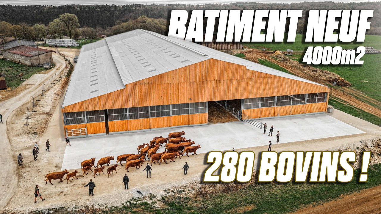 😱 NOUVEAU B&Acirc;TIMENT D&rsquo;&Eacute;LEVAGE (4000m&sup2;) : 280 BOVINS RENTRENT POUR LA 1&Egrave;RE FOIS dans les BOXS ! 🐄🔥