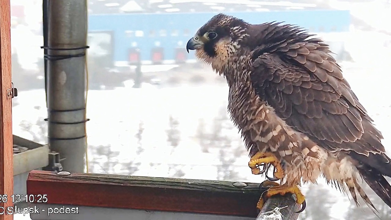 Młoda Zoya zasiedziała się 23 02 2026 Słupsk sokoły wędrwne