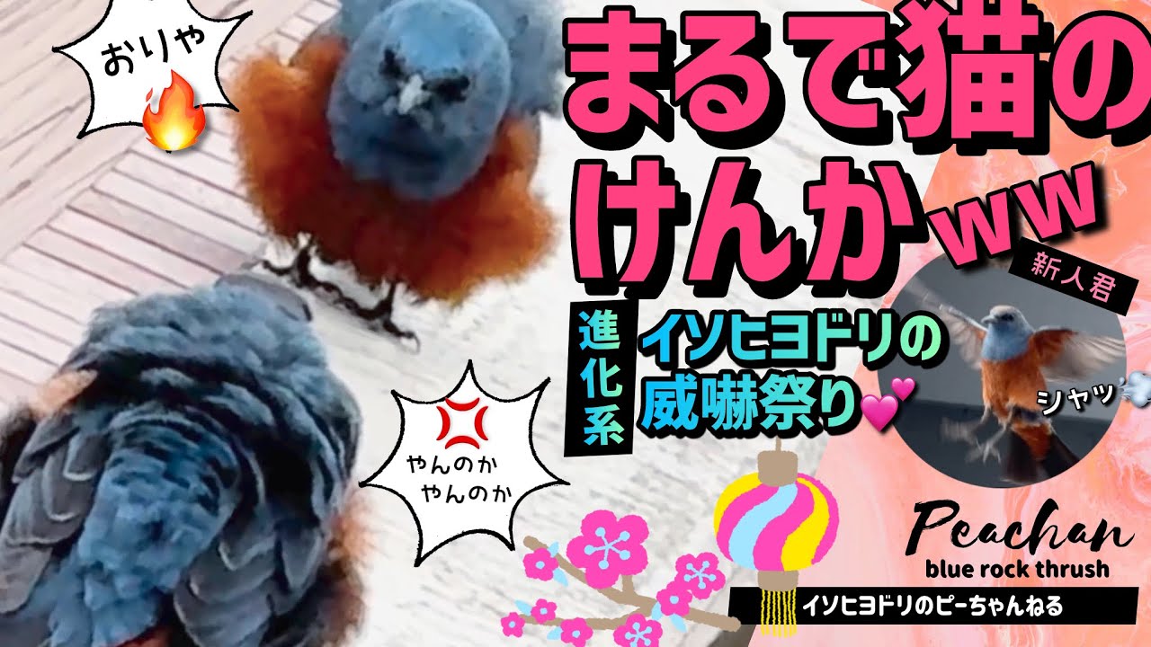 【激レア威嚇シーン】イソヒヨドリのオスが大乱闘🔥不器用だけど必死！チビ王子 vs ピチュー vs 新人くん【4K】