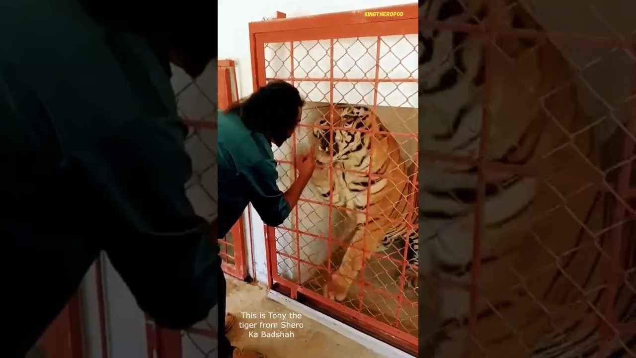 Lion vs Tiger &ndash; Battle of Bulk and Body Size (Comparison) #tiger #lion #size
