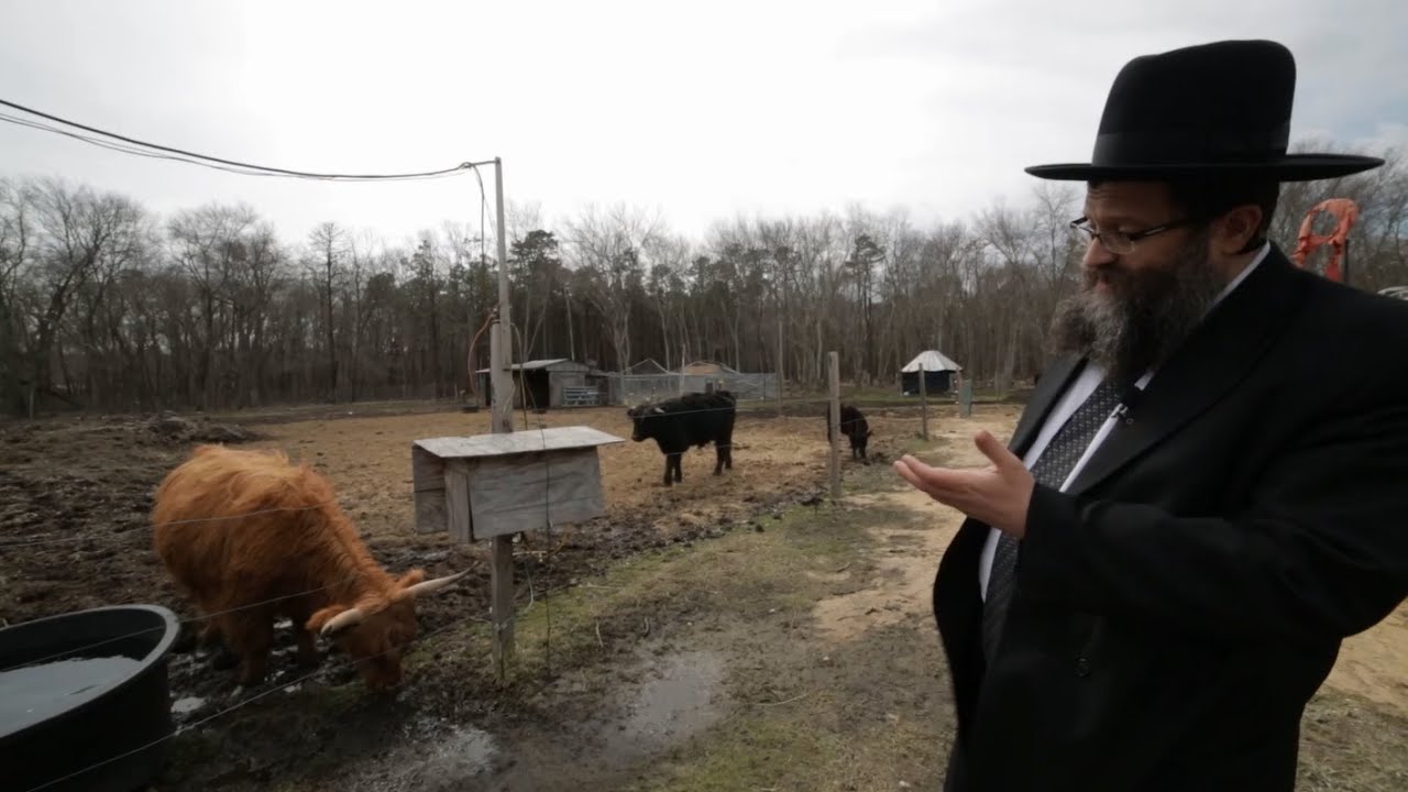 Possible Parah Adumah (Red Heifer) On Outskirts of Lakewood, New Jersey