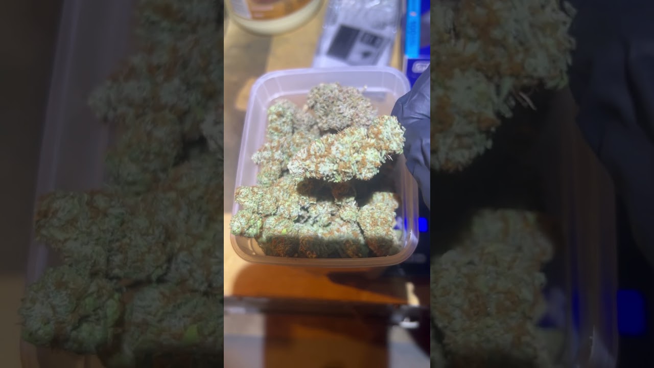 Royal Queen Seeds : Strawberry Cough harvest! final weigh in