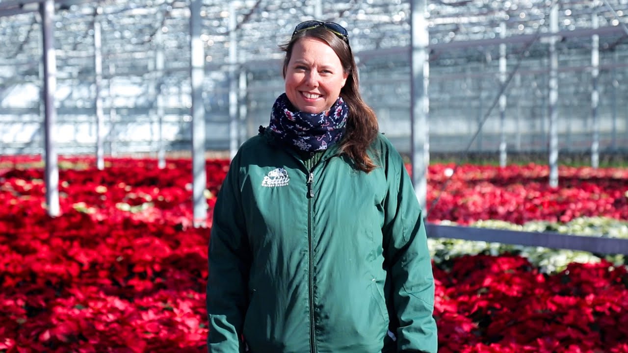 PETITTI Poinsettias | How to Grow & Care for Poinsettias Year-round
