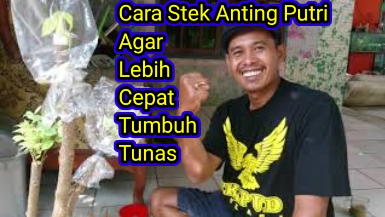 Cara Stek Anting Putri Agar Lebih Cepat Keluar Tunas