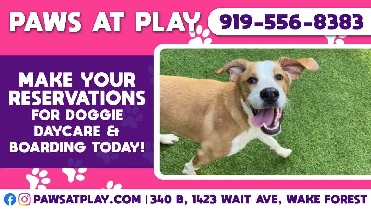 Osprey32 Indoor Digital Billboards Raleigh, NC Paws at Play Wake Forest, NC