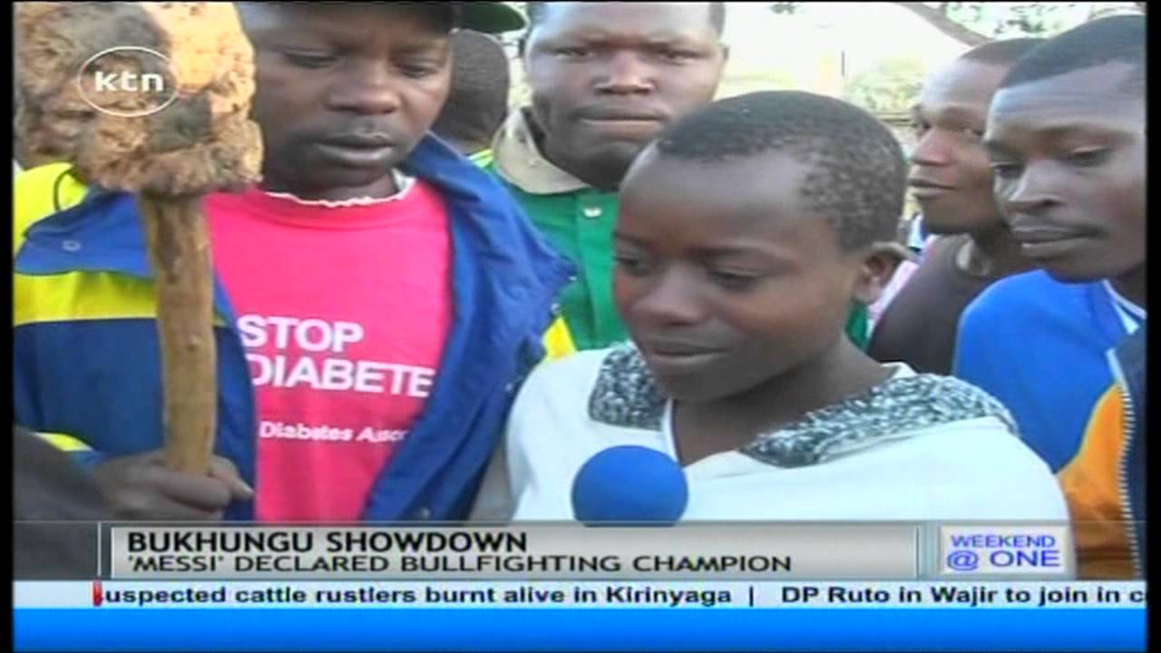 ‘Simba’ and ‘Messi’ battle for the crown in the annual Kakamega bullfight festival