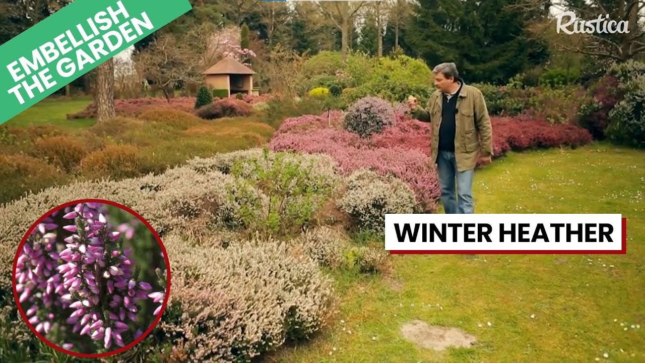 Winter Heather: A Garden Gem 🌸✨