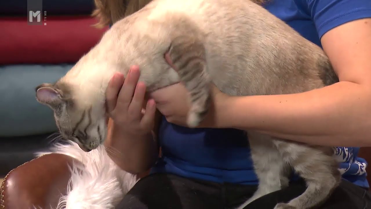 Nega mačk/Mr.Pet/O živalih in ljudeh