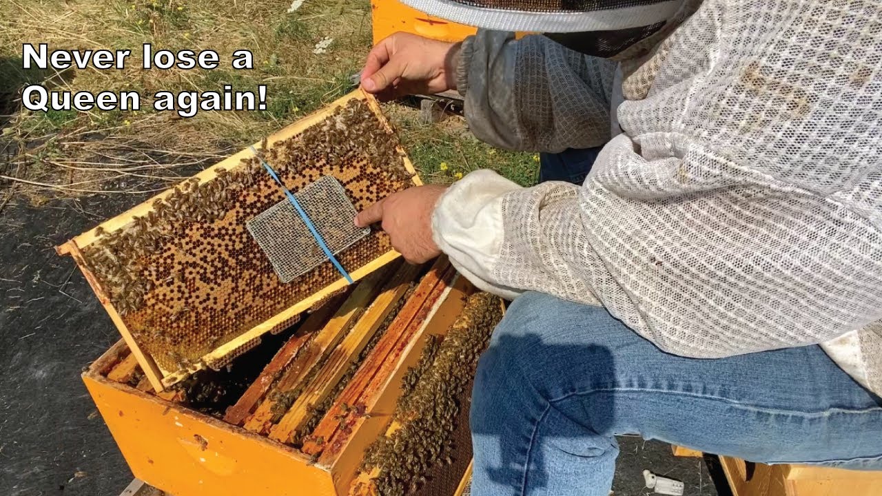 Using a push in Queen cage for the first time!
