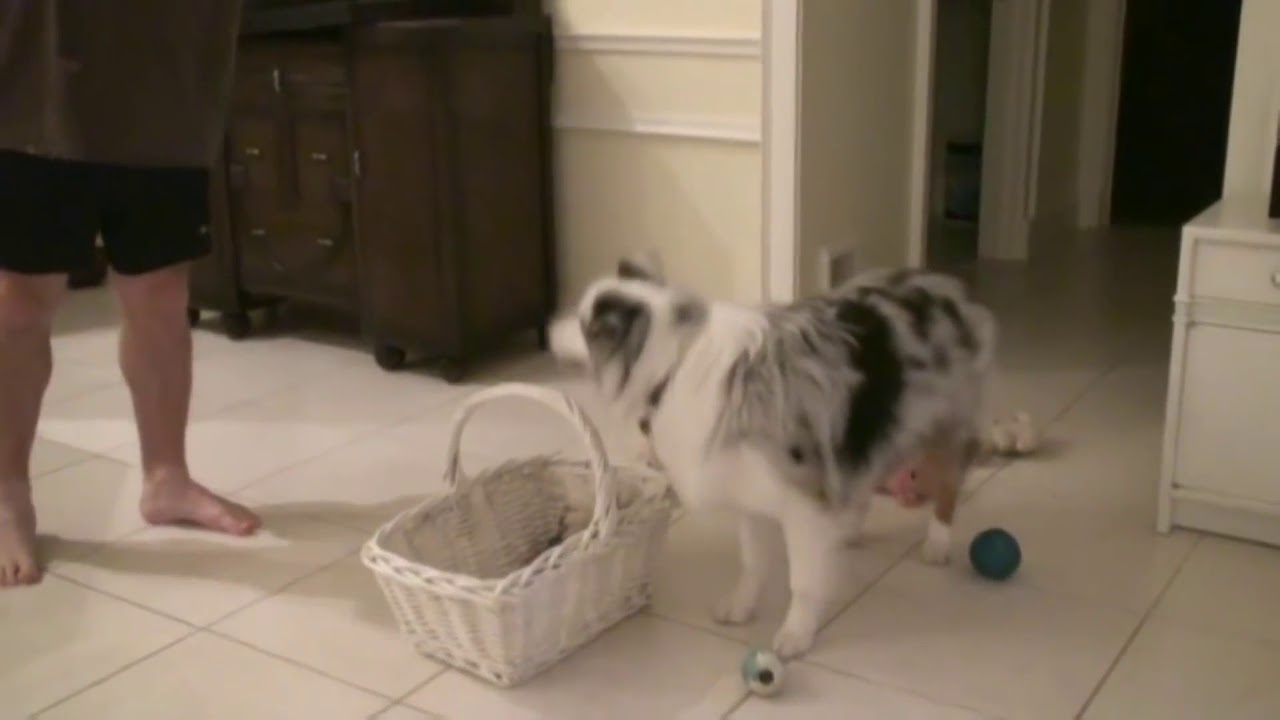 FUNNIEST AUSTRALIAN SHEPHERD VIDEOS