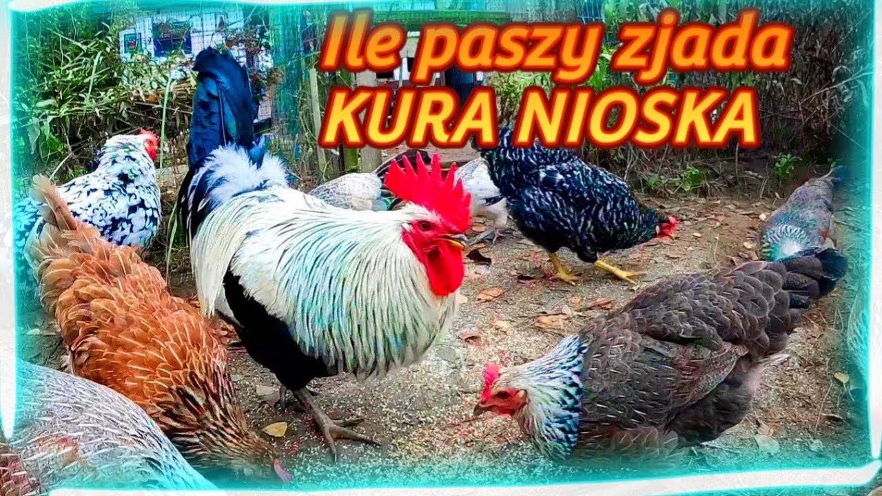 Ile paszy dziennie zjada kura? Ile kosztuje utrzymanie kury?