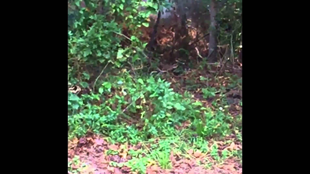 Stag Arms Model 2T SUPPRESSED with Liberty Cans Torch QA shooting 2 Lbs Tannerite