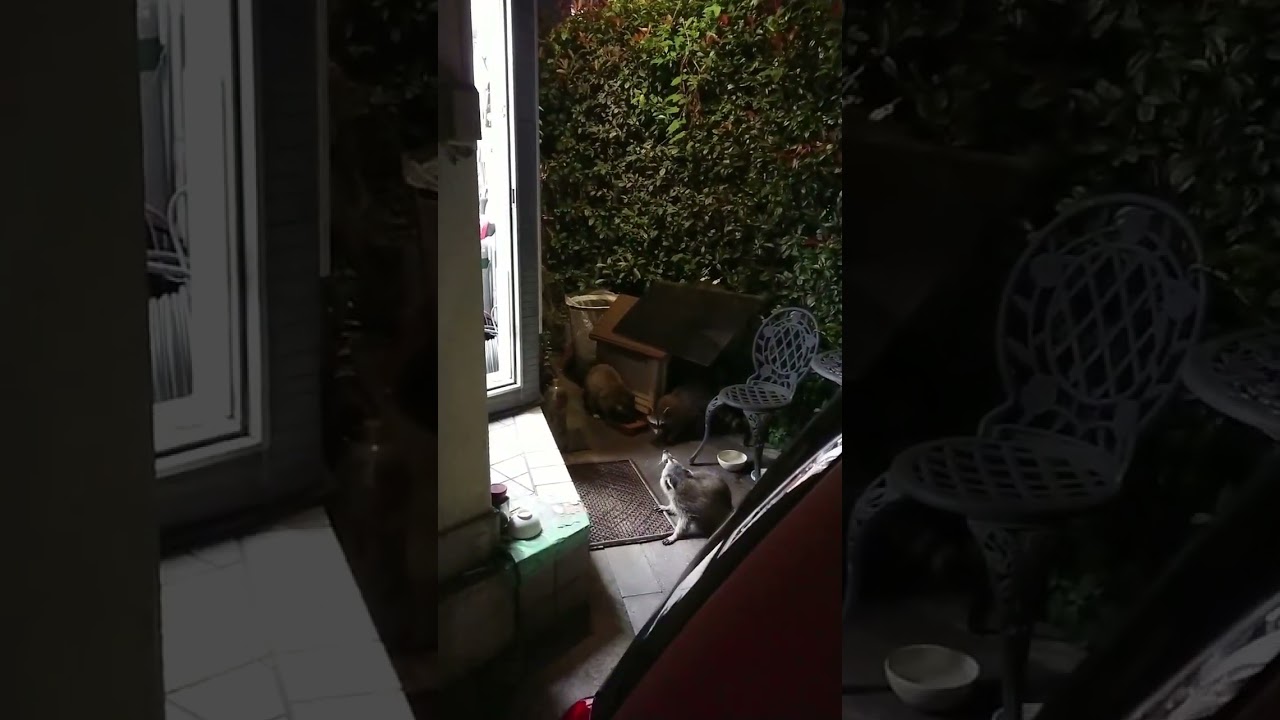 アライグマ