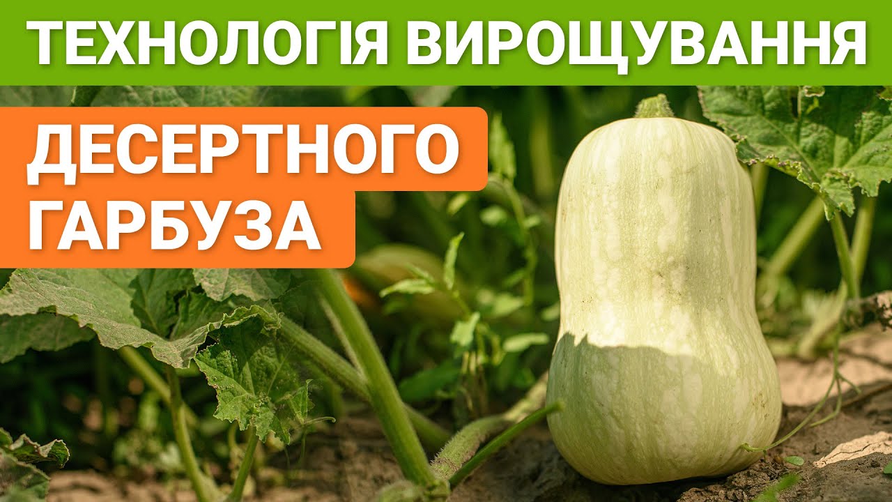 Технологія вирощування десертного гарбуза
