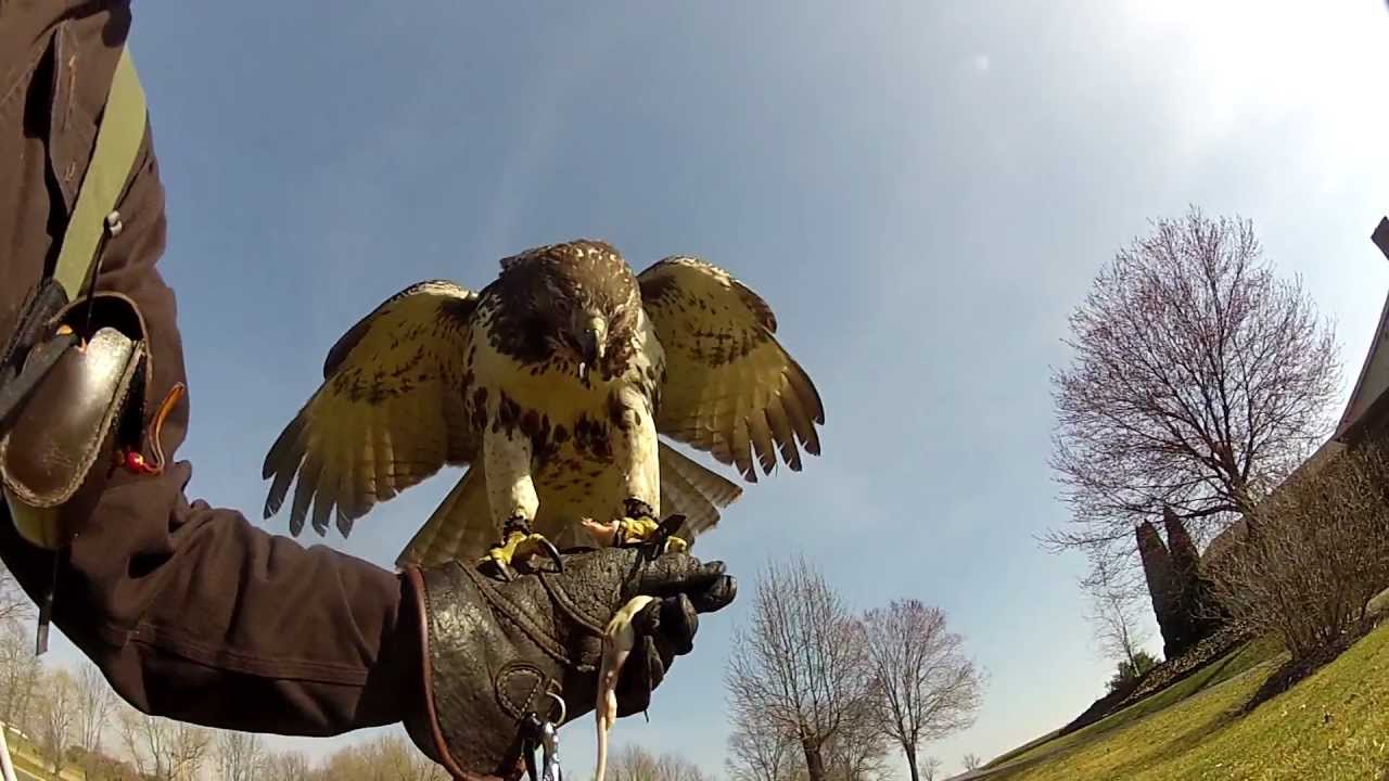 FALCONRY,Hunting Squirrels and Rabbits with my Red tail hawk