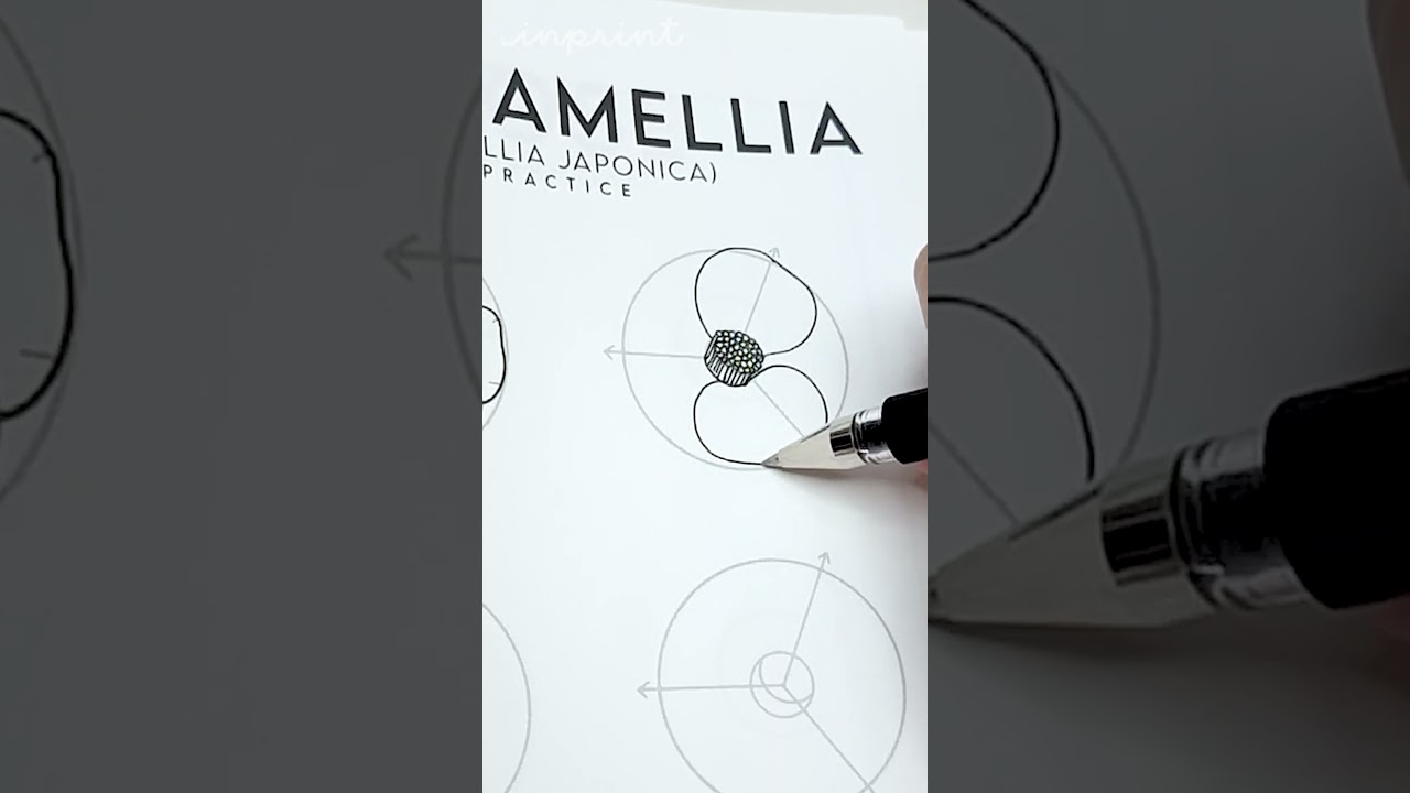 How 2 draw a RED CAMELLIA
