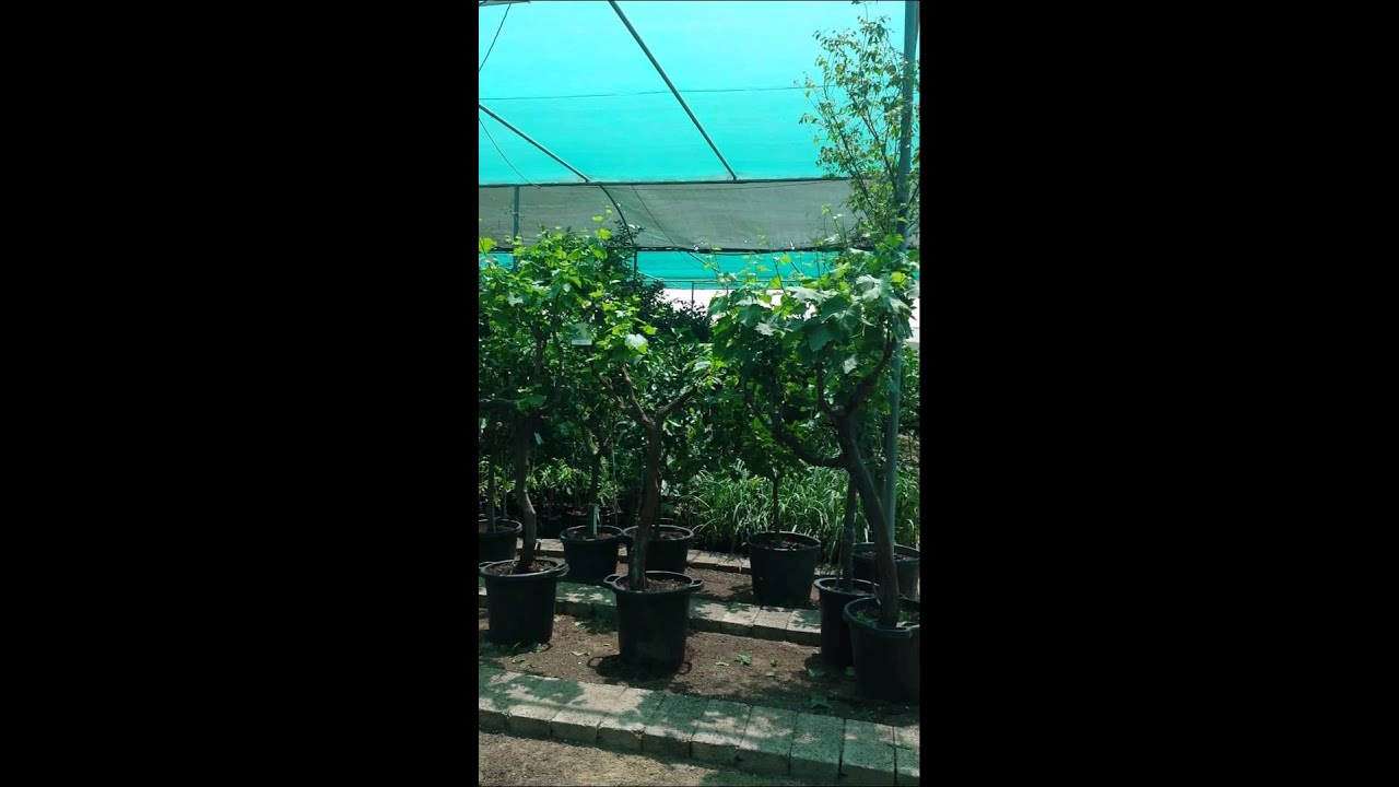مشتل دوسكيب دبي  Duscape nursery Dubai www.duscape.com