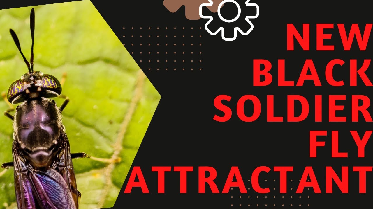 THE BEST BLACK SOLDIER FLY ATTRACTANT