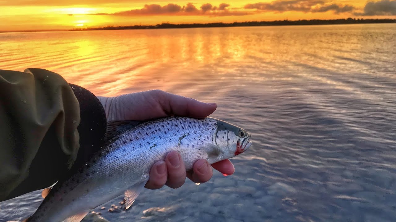 Hav&oslash;rreden hugger// seatrout attack