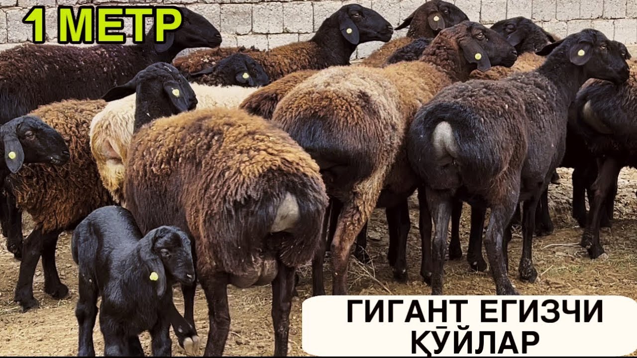 ХИСОРИ ҚӮЙЛАР КЕЛДИ. ☎️+9989912119191 ☎️+998942979899