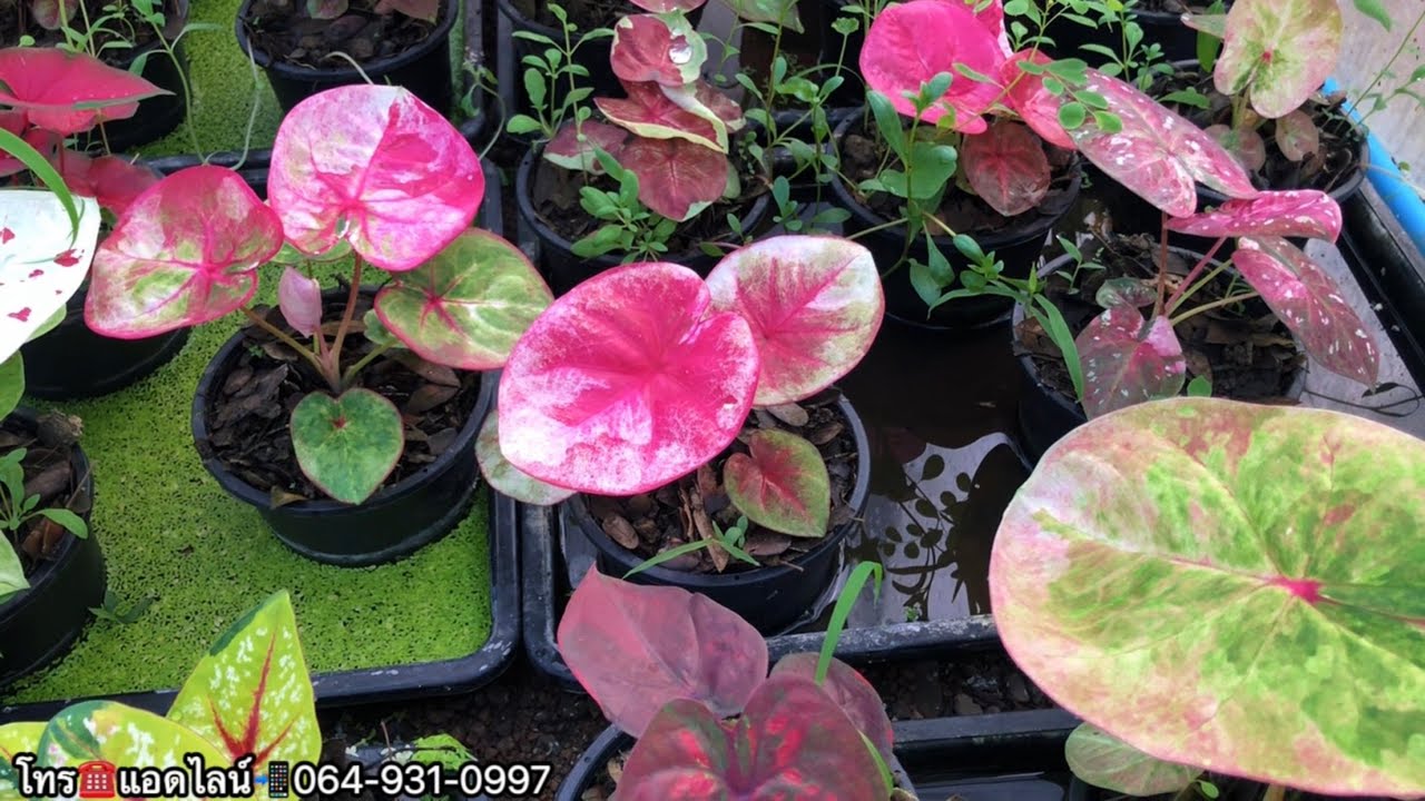 17/2/2026🌺บอนสี 🚛3ต้นส่งฟรี มีปลายทาง ☎️โทร0649310997
