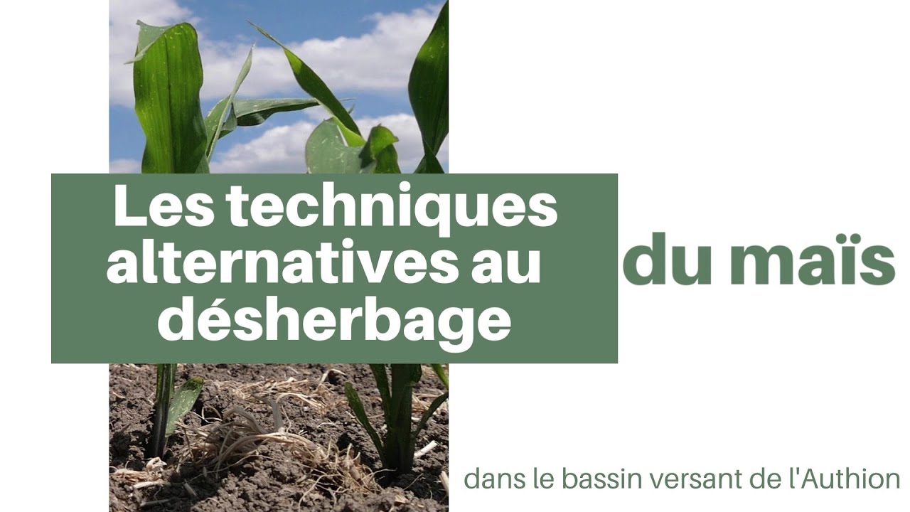 D&eacute;sherbage agronomique du ma&iuml;s et alternatives au d&eacute;sherbage chimique