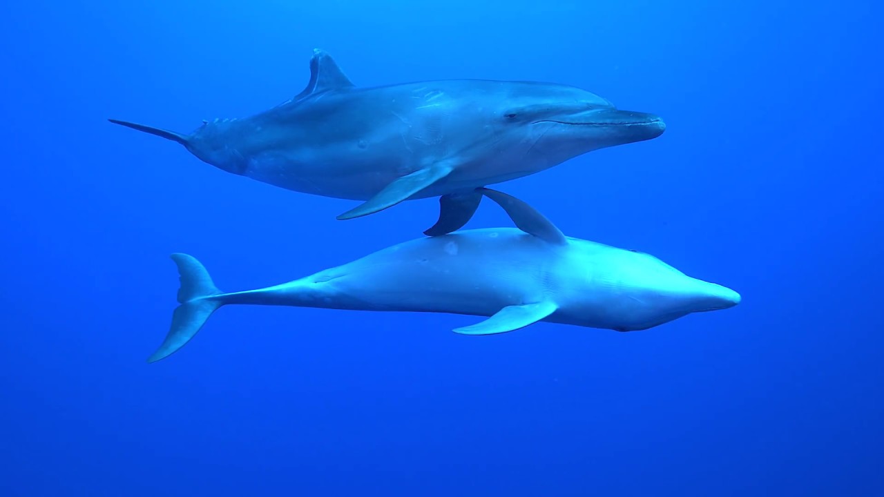 Rangiroa Top Dive French Polynesia with Dolphins and Sharks in Tiputa Passage