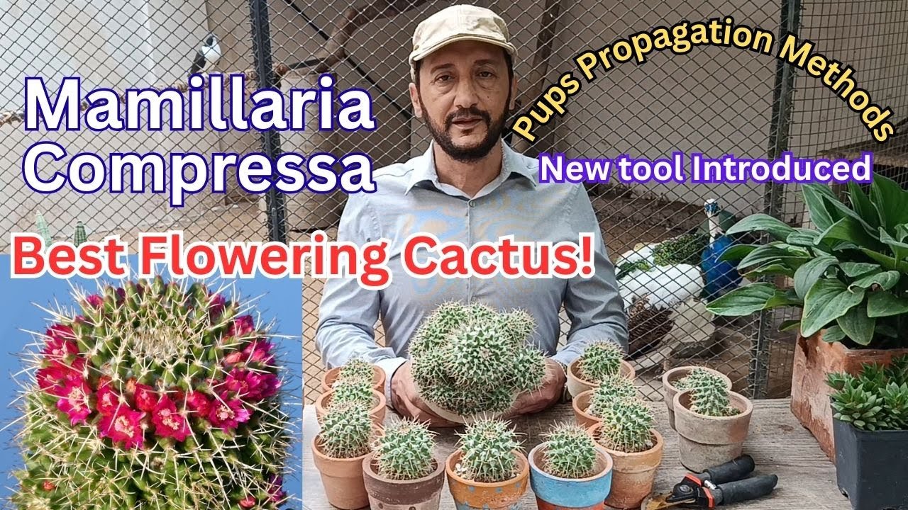 Mammillaria Compressa / Mother of hundreds  Flowering Cactus 🌵 Care &  Propagation