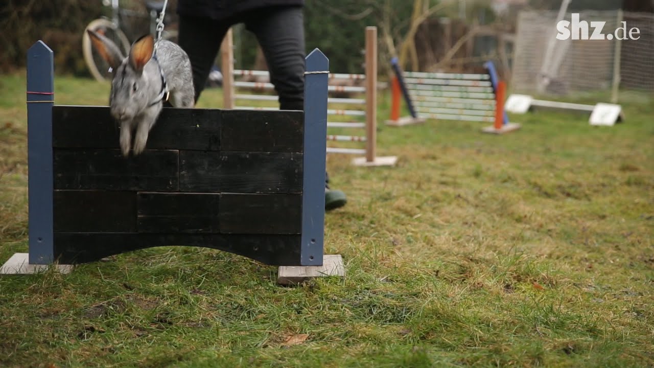Kaninhop: Springreiten für Kaninchen