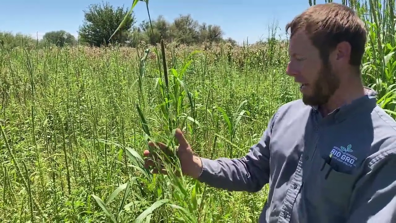 2025 Summer Cover Crop Brown Top Millet