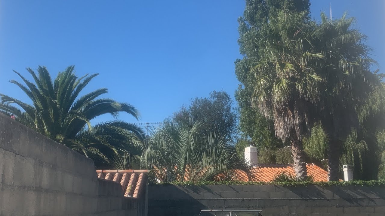 Palms on L'Île d'Yeu, France