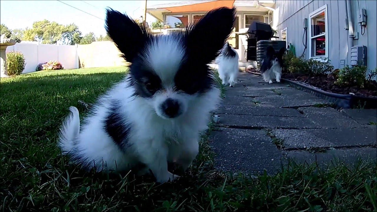Papillon puppy